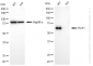 KO-Validated Anti-ETS Transcription Factor ELK1 Rabbit Monoclonal Antibody